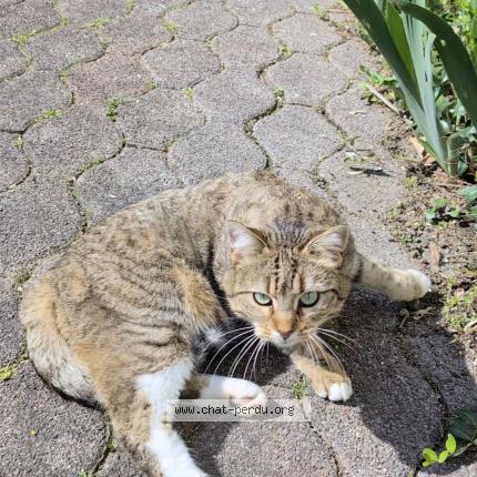 Photo 1/1 Griotte Chat lost in Strasbourg