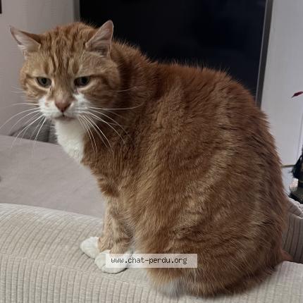 Photo 1/1 Rodédé Chat lost in Rontalon