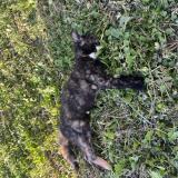 Picture of cat found at Seysses