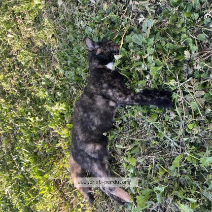 Photo 1/1 Found cat Found in Seysses