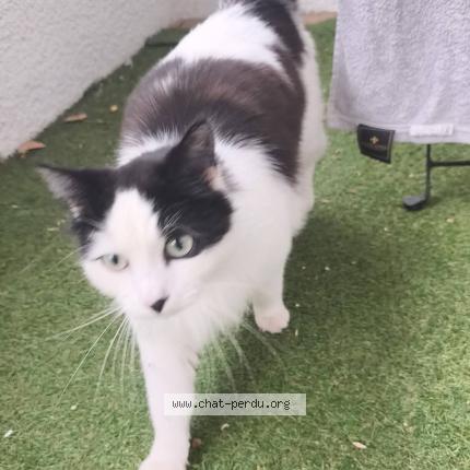 Photo 1/1 Found cat Found in Talence