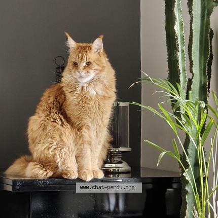 Photo 1/1 Thorion Chat lost in Genas