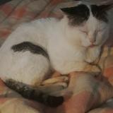 Picture of cat lost at La Possonniere