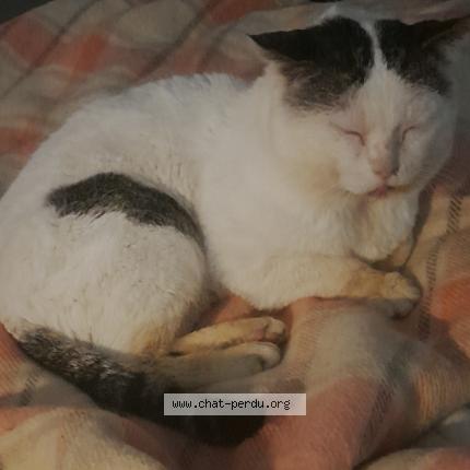 Photo 1/1 Velcro Chat lost in La possonniere