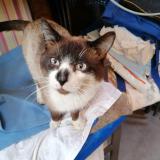 Picture of cat found at Maromme