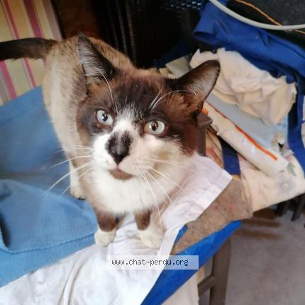 Photo 1/1 Found cat Found in Maromme