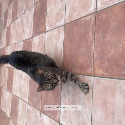 Photo 1/1 Neko Chat lost in Caluire et cuire