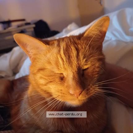 Photo 1/1 Tiki Chat lost in Pierreville