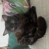 Picture of cat lost at Mont De Marsan