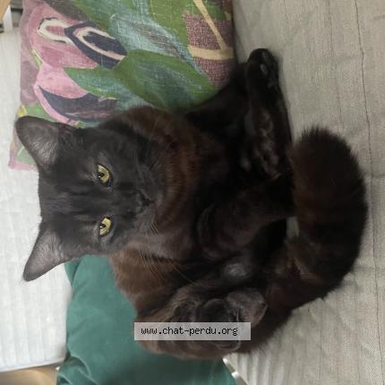 Photo 1/1 Louna Chat lost in Mont de marsan