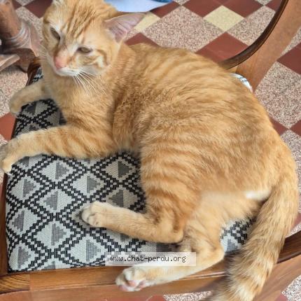 Photo 1/1 Found cat Found in Vernoil le fourrier