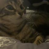 Picture of cat lost at Tournefeuille