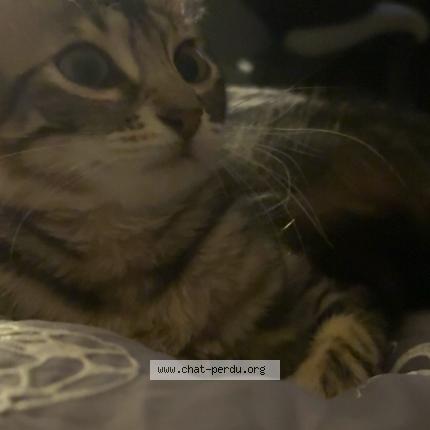 Photo 1/1 Waki Chat lost in Tournefeuille