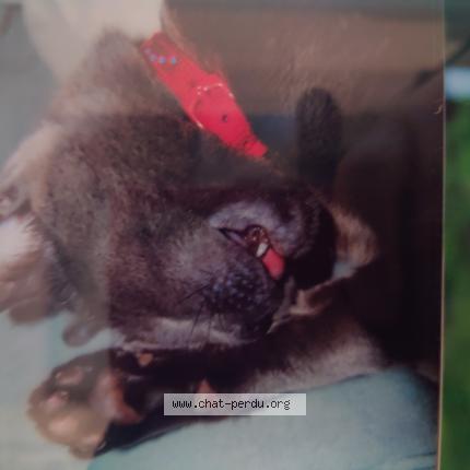 Photo 1/1 Era Chat lost in Saulx les chartreux 91160