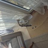 Picture of cat lost at Elancourt