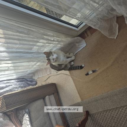 Photo 1/1 Simba Chat lost in Elancourt