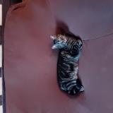 Picture of cat lost at Authou