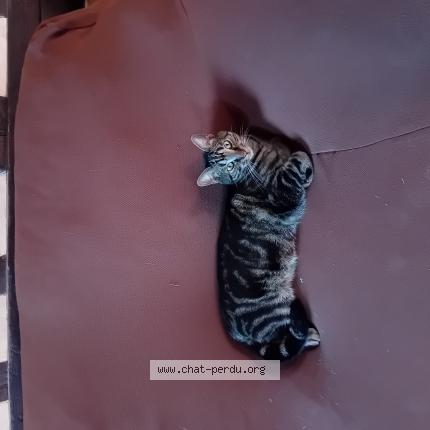 Photo 1/1 TITI Chat lost in Authou