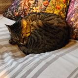 Picture of cat lost at Melun