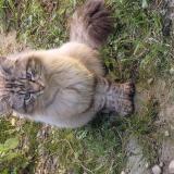 Picture of cat found at Vaulx En Velin