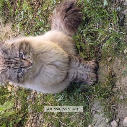 Photo 1/1 Found cat Found in Vaulx en velin