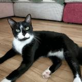 Picture of cat lost at Salles