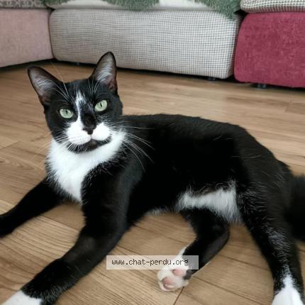 Photo 1/1 Ubert Chat lost in Salles