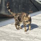 Picture of cat lost at Nevers