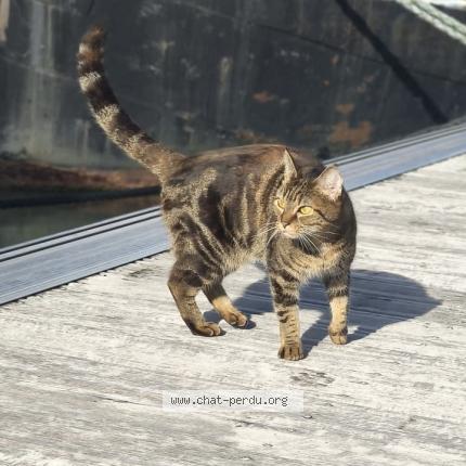 Photo 1/1 Nefy Chat lost in Nevers