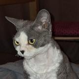 Picture of cat lost at Collonges Sous Saleve