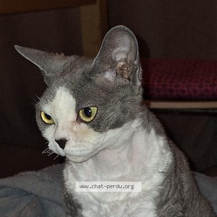 Photo 1/1 Zorba Chat lost in Collonges sous saleve