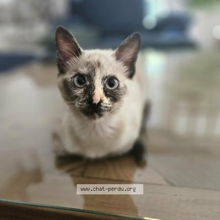 Photo 1/1 Aly Chat lost in Chantepie