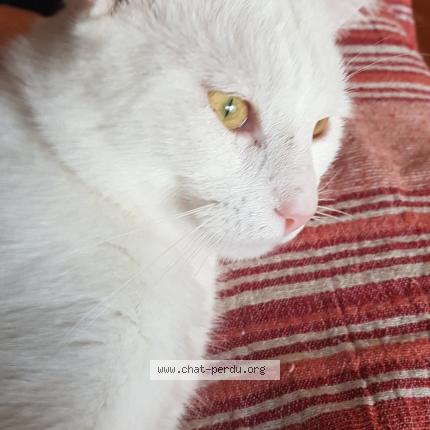 Photo 1/1 Found cat Found in Ivry sur seine