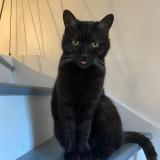 Picture of cat lost at Nandy