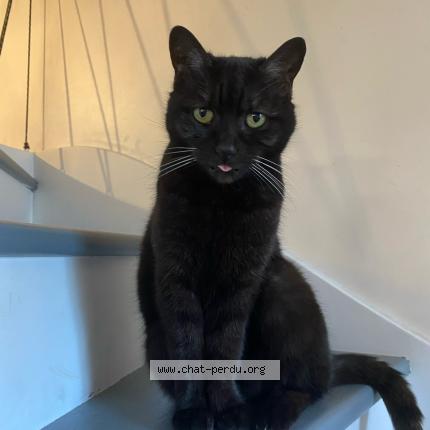 Photo 1/1 Goupille Chat lost in Nandy