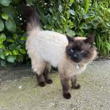 Picture of cat found at Plabennec