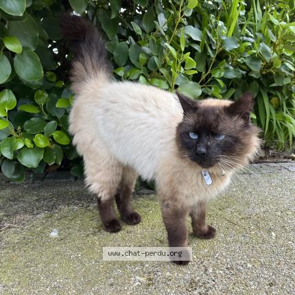 Photo 1/1 Found cat Found in Plabennec