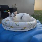 Picture of cat lost at Ifs