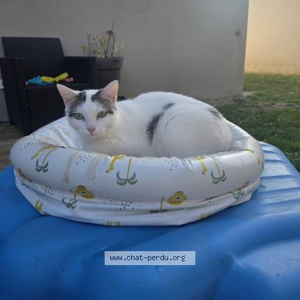 Photo 1/1 Willow Chat lost in Ifs