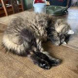 Picture of cat lost at Bois Colombes