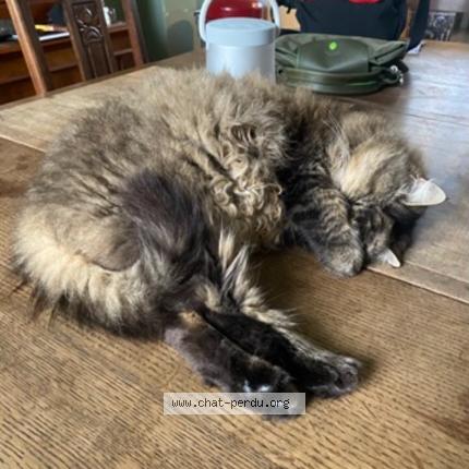 Photo 1/1 Cat reunited Lost in Bois colombes