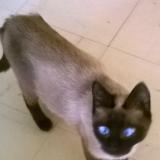 Picture of cat lost at Souligny