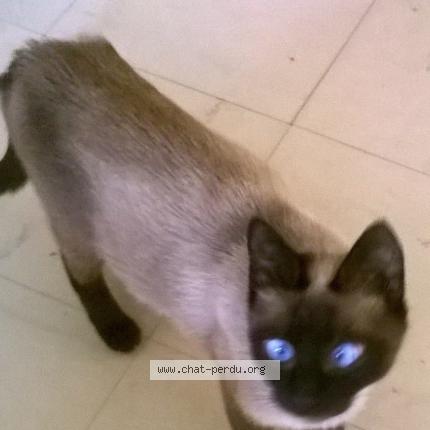 Photo 1/1 Minette Chat lost in Souligny