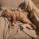 Picture of cat lost at Uccle