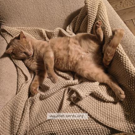 Photo 1/1 Boris Chat lost in Uccle