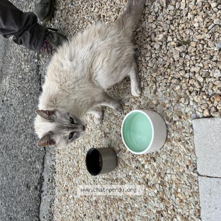 Photo 1/1 Found cat Found in Saint pol de leon