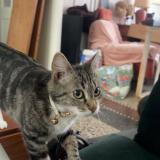 Picture of cat lost at Armentieres