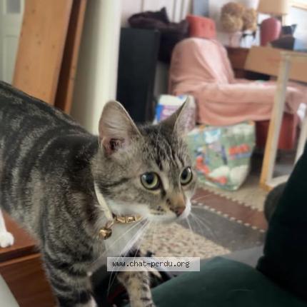 Photo 1/1 isis Chat lost in Armentieres