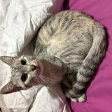 Picture of cat found at Nanteuil Les Meaux