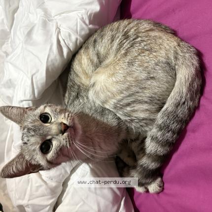 Photo 1/1 Found cat Found in Nanteuil les meaux